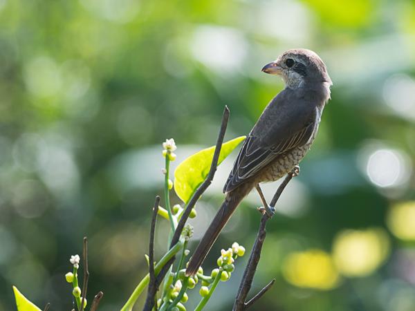 <h3><a href="/trips/srilanka/biota/animalia/chordata/aves/040 passeriformes/048 laniidae/lanius cristatus/lanius cristatus-nl.html">Lanius&nbsp;cristatus</a> / Brown&nbsp;shrike / Bruine&nbsp;klauwier</h3>NIKON D500 met AF-S Nikkor 300mm f/2.8G IF-ED VR II, 1/250 sec  bij F7.1, ISO 160, afstand 10.0&nbsp;m